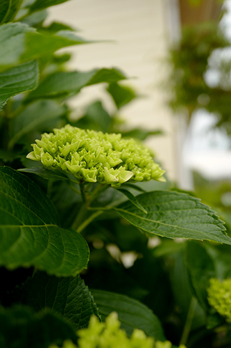 きょうの紫陽花